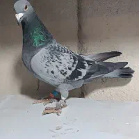 دوبر پلاکی|پرنده|اردبیل, |دیوار