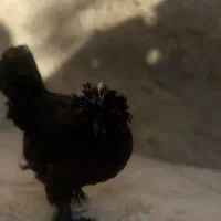 مرغ سلطان|حیوانات مزرعه|کازرون, |دیوار