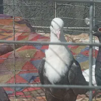 کبوتر رنگی.|پرنده|مبارکه, |دیوار