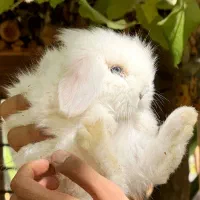 خرگوش مینی لوپ عروسکی / بانی پت|موش و خرگوش|شیراز, فرهنگ شهر|دیوار