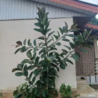 فیکوس بلک ارتفاع ۳.۵ به بالا