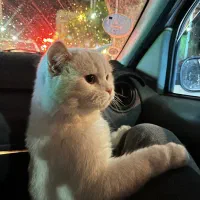 گربه بریتیش