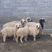 شیشک بومی،میش،بز،بره