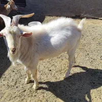تکه، بز سانن اصل
