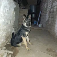 سگ ژرمن ماده