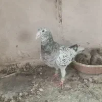 کفتر