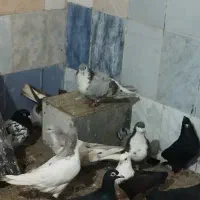 زینتی|حیوانات|مشهد, کارمندان دوم|دیوار