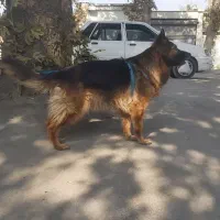 ژرمن شولاین ماده مو بلند|سگ|تهران, شهرک دریا|دیوار