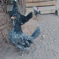 تخم مرغ نطفه دار گلین طوسی فول کیفیت