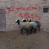 میش شالی فروش فوری