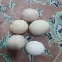 تخم مرغ محلی