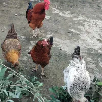 مرغ و خروس.اردک اسراییلی و غاز|حیوانات مزرعه|لاهیجان, لیل|دیوار