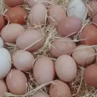 تخم مرغ نطفه دار گلین