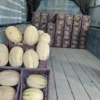 خربزه گیلاس محصولات کشاورزی