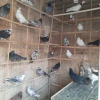 ۳۵ عدد یک‌جایی نر و ماده و قلمه