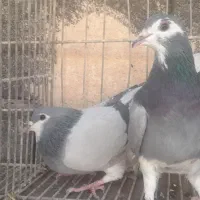 نروماده خرقه وواز|پرنده|اصفهان, حصه جنوبی|دیوار