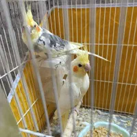 فروشی|پرنده|طبس, |دیوار