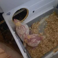 فروش جوجه لوتینو ۱۸روزه