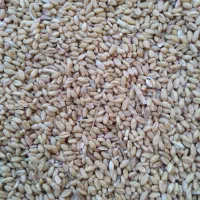 گندم بذری کوهدشت