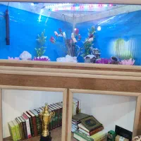 اکواریوم|ماهی|مریوان, |دیوار