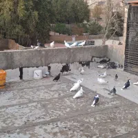 فروش کفتر  شهرستانی