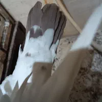 کبوتر|پرنده|اهواز, کوی منابع طبیعی|دیوار