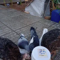 یوقلمون ۵ماه