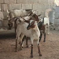 کهره جزیره ای و صلاله