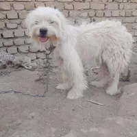 سگ نگهبان پاکوتاه تریر فی ۲