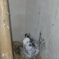 کب وتر