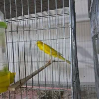 قناری رسمی بلند نر مست