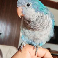 طوطی راهب|پرنده|ری, امین آباد|دیوار