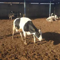 استخدام کارگر گاوداری