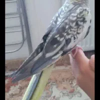 عروس هلندی طاووسی