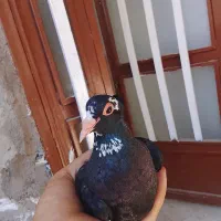 کبوتر فروشی