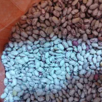 لوبیا|خوردنی و آشامیدنی|جوانرود, |دیوار