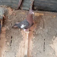 کفترسرک|پرنده|شیراز, کرونی(خاتونک)|دیوار