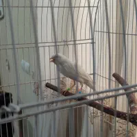 قناری جوجه سه ماهه