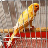 قناری رنگی|پرنده|بوشهر, |دیوار