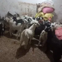 بز ۱۷ عد نر ۱۵ ۲ عدماده