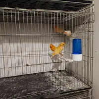 قناری ماده رد فکتور