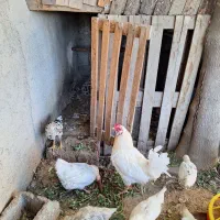 سلام تعدادی جوجه خروس گلین|حیوانات مزرعه|اسلام‌شهر, کاشانک|دیوار