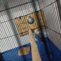 یک جفت عروس هلندی و یک جفت برزیلی|پرنده|بندر ترکمن, |دیوار