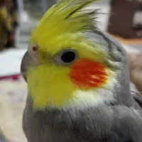 عروس هلندی نر