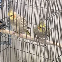 عروس هلندی گل باقالی