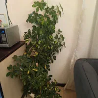 گل های زینتی ایفوربیا و شفلرا فروشی