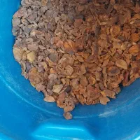 برگه زردآلو