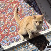 گربه گمشده در گلبهار پیروزی ۱۲|گربه|گلبهار, شهر جدید گلبهار|دیوار