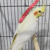 عروس هلندی ماده