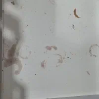 میز ناخن|آرایشگاه و سالنهای زیبایی|بندر انزلی, کلیور|دیوار